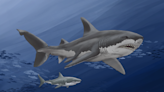 Megalodon sharks ruled the oceans millions of years ago – new analyses of giant fossilized teeth are helping scientists unravel the mystery of their extinction