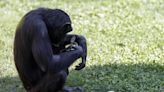 Una chimpancé del Bioparc Valencia lleva meses con el cadáver de su cría en brazos