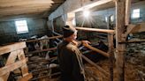 Robotic milkers and hybrid cows help dairy farmers keep going