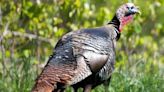 Missouri’s spring turkey hunting season begins soon with some new changes