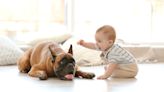 Boxer Nibbling on Human Baby Sister's Toes Is Too Cute For Words
