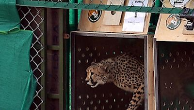 How well can Gandhi Sagar sanctuary accommodate free-ranging cheetahs? | In Focus podcast