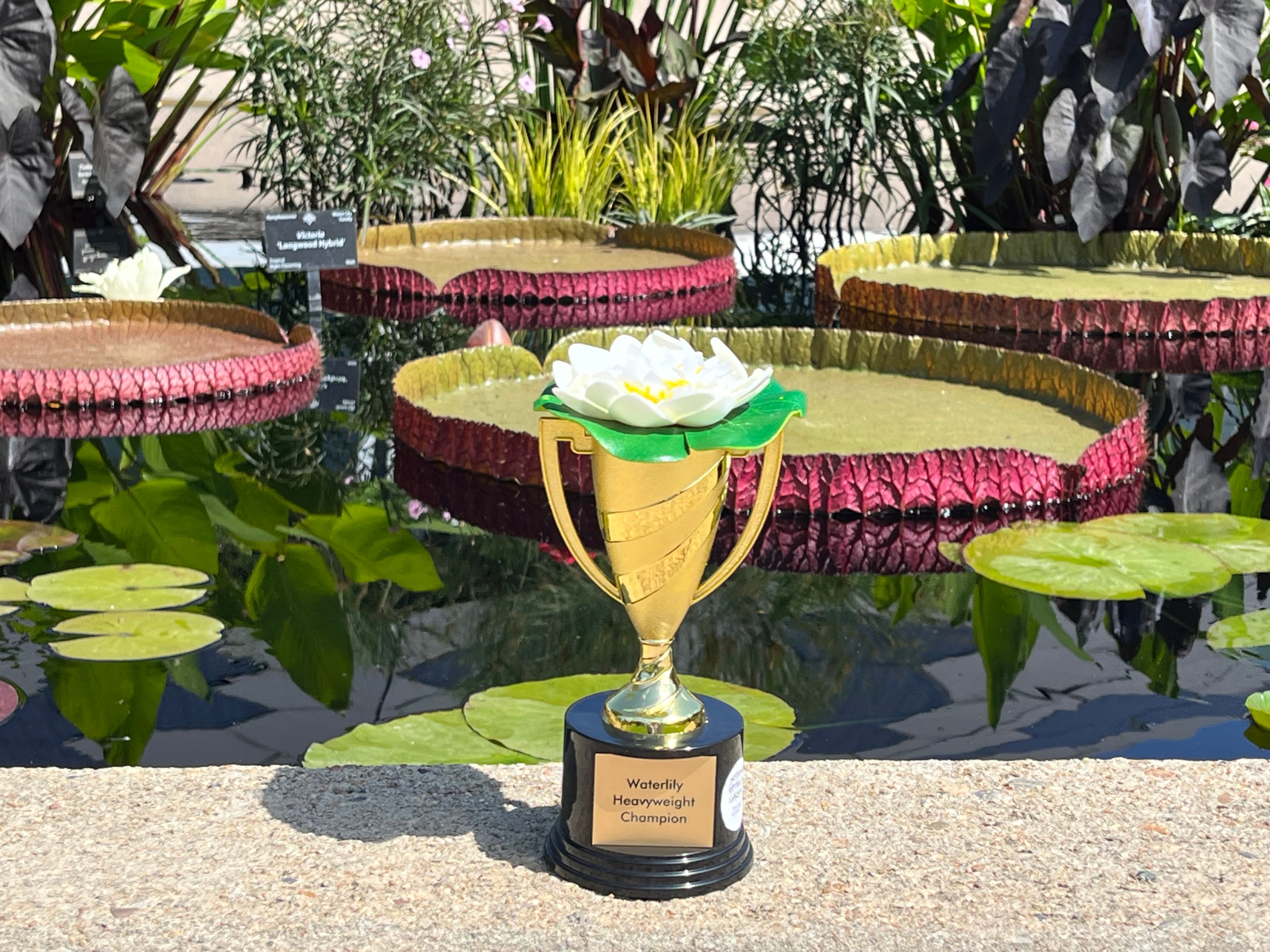 Missouri water lily holds 142 pounds of sandbags, wins worldwide contest