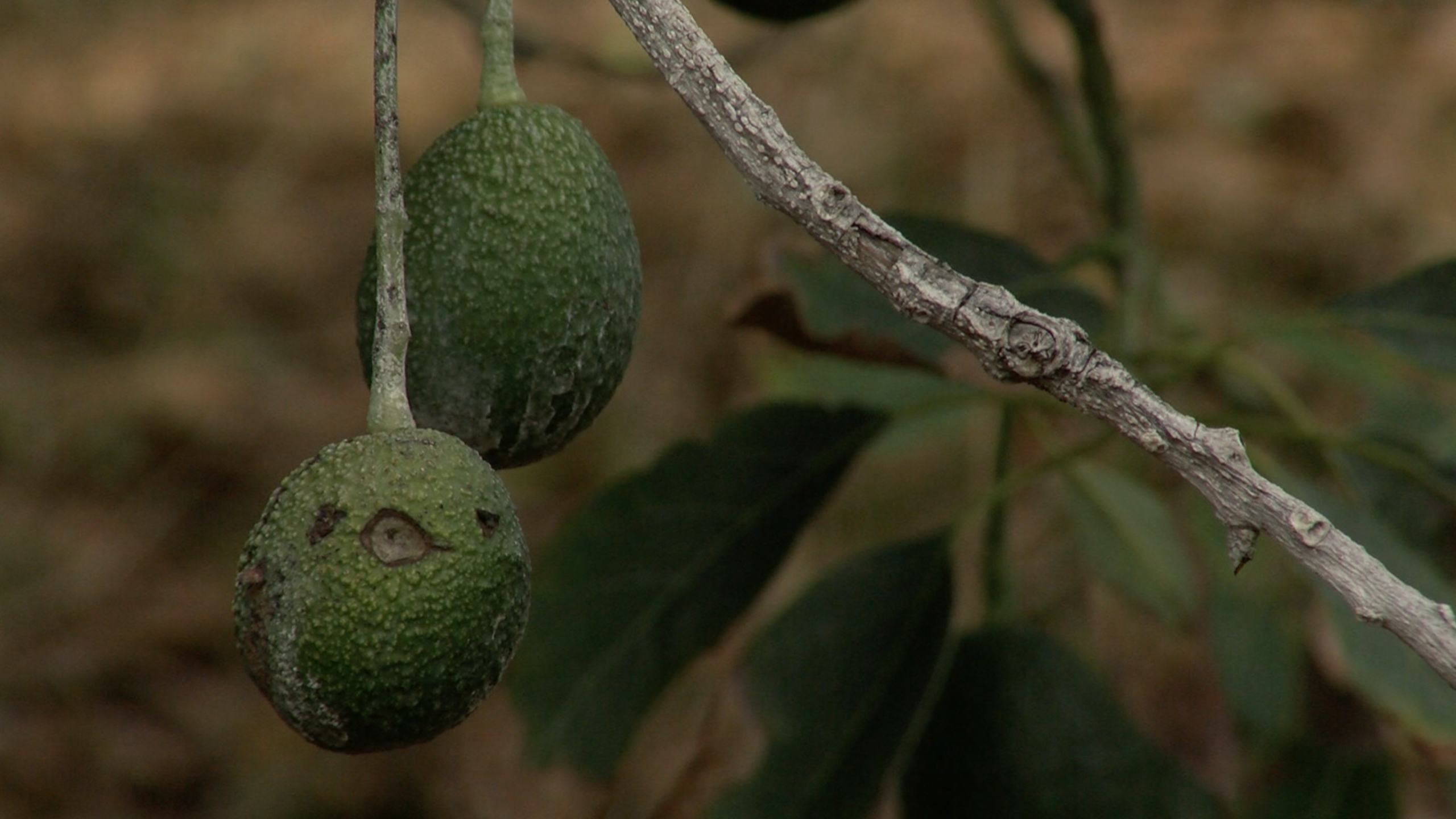 San Diego farmers tackle climate change challenges