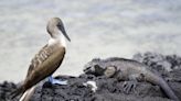 ¿Qué pasa con las aves en Galápagos? Activan emergencia por aves muertas y enfermas