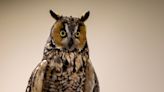 Big eyes, bigger personalities: Michigan sanctuary helping rescued owls heal