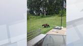 Iowa DNR warns people to stay “bear aware”