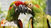 Pair of endangered parrots brought to Twycross Zoo to fall in love