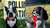 Dogs rock bows and rosettes at polling stations on election day