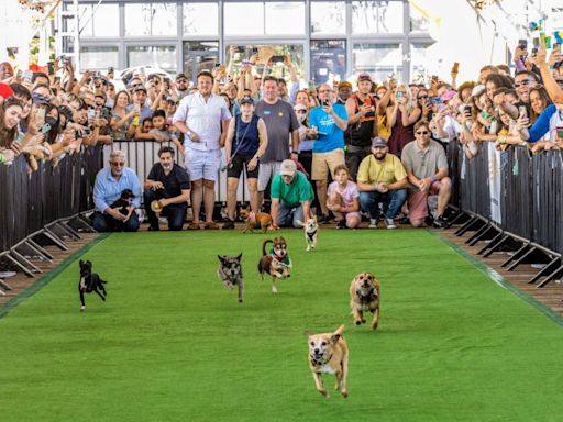 Running of the Chihuahuas at the Wharf is back for 12th year