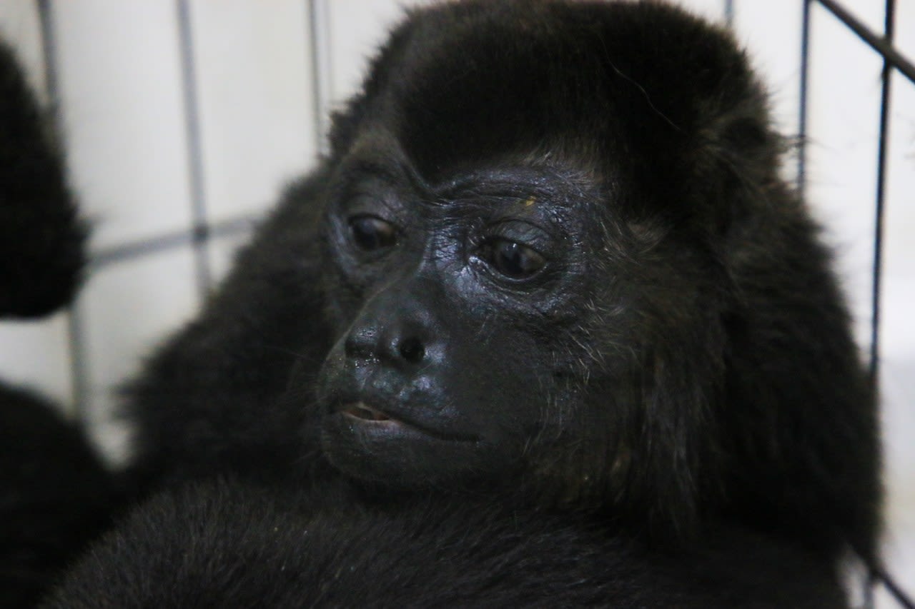 It’s so hot in Mexico that howler monkeys are falling dead from the trees