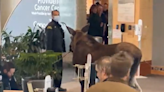 Who says hospital food is bad? See hungry moose devour hospital plants after break in