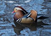 Central Park mandarin duck