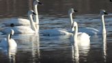 Trumpeter swans, mute swans, tundra swans are found in Michigan