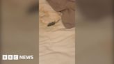 Watch tearful Cardiff's student's horror over mouse in her bed