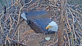 Bald eagle parents lose ‘miracle’ egg after tending to nest for a month. ‘Heartbroken’