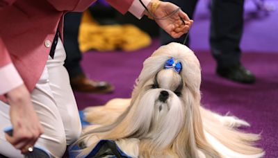 You need to see the 7 prize winners at this year's Westminster dog show