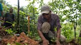 Paying people to replant tropical forests − and letting them harvest the timber − can pay off for climate, justice and environment