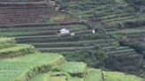 Why Garlic Cultivation Is Popular In Tamil Nadu’s Kodaikanal - News18