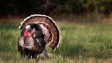 This Thanksgiving, no wild turkey hunting in Kansas amid declining bird population