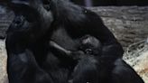 Critically endangered western lowland gorillas born in London and Prague