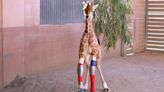 A newborn giraffe steps into the future with the help of custom-designed leg braces