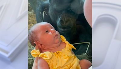 Watch: Gorilla kisses newborn baby at Ohio zoo