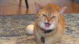 Cala, The Viral 'I Go Meow' Singing Cat, Has Passed Away