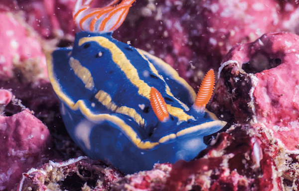 Scientists Have Reared These Colorful Sea Slugs From Egg To Adult For First Time