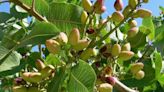 La producción de almendra y pistacho esta campaña será más baja en Castilla-La Mancha