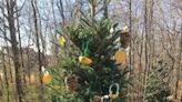 How to reduce, reuse and recycle your Christmas trees and decorations