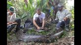 Capturan la pitón más grande hasta ahora en Florida: Una hembra de casi 18 pies de largo