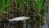 Water pollution has killed over 1,200 fish in four incidents throughout June, say NIEA