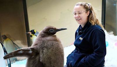 Watch: New social media sensation Pesto, a king penguin who has already broken records at Melbourne aquarium | Mint