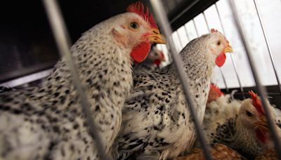 Bird Flu (H5N1) Explained: CDC Reports First Case With No Known Animal Exposure