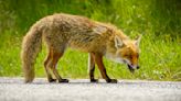 What mom did after rabid fox bit her child: Police