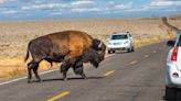 Man challenges bison to a fight at Yellowstone National Park – it's a poor decision