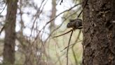 How climate change may leave some Sky Island wildlife species in Arizona with no place to go