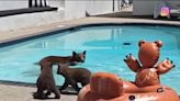 Watch: Mama bear takes a swim in California resident's pool - UPI.com