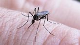 Persiste la alerta por el dengue con 50 casos por día