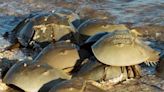 9 things to know about horseshoe crabs