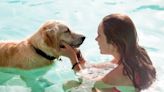 Keep pets cool this summer with these purrfect products - National | Globalnews.ca