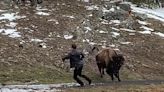 Tourist tempts fate by sneaking up on bison at Yellowstone National Park: ‘There is always one idiot that [tries] to look smart’