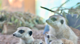 WATCH: Someone's gotta name these adorable baby meerkats. Help a zoo out.