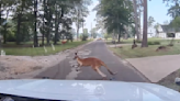 Kangaroos on the loose in Texas as police respond to amusing call