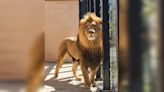 New lion joins Pueblo Zoo animal family