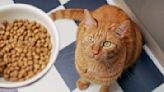 Does cat food expire? Keeping your cat’s food fresh