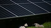 Chinese firms exit Romania solar tender after EU probe