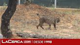 La Junta celebra el éxito de los programas de recuperación del lince ibérico en C-LM