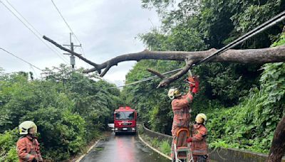 新竹強降雨樹倒多 消防員淪鋸樹班